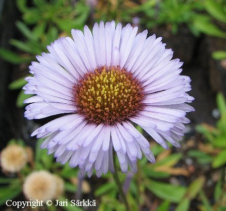 Townsendia eximia